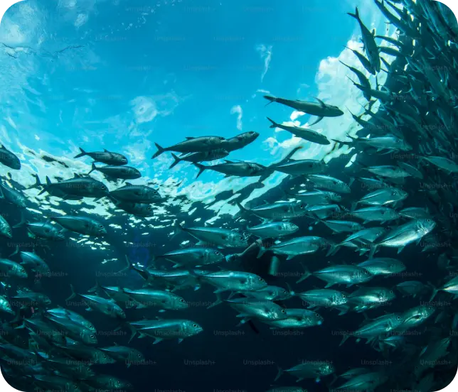 Illustration of fish swimming in aquaculture environment representing NAPCO's marine solutions