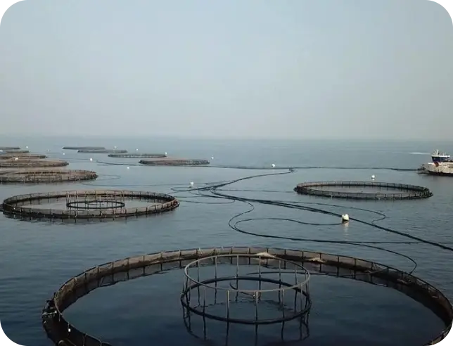 Illustration showing NAPCO's operating standards and sustainable aquaculture practices